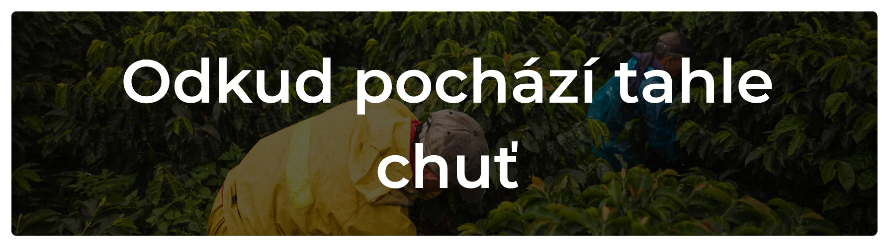 O kávě kterou pro vás pražíme